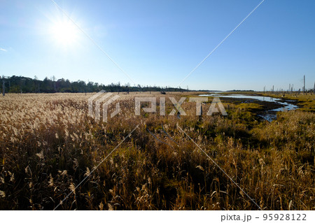 秋晴れの春国岱 秋晴れの春国岱 95928122