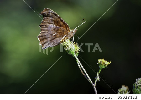 秋の草原で見られるオレンジ色の鮮やかで美しい身近なチョウ、キタテハ 95928123