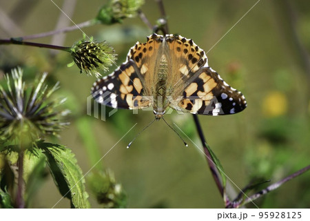 秋の草原で見られるオレンジ色の美しいチョウ、ヒメアカタテハ 95928125
