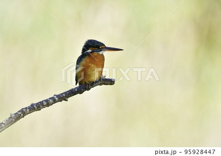 身近な公園や池で見られる輝く緑色が美しい飛ぶ宝石、カワセミ 身近な公園や池で見られる輝く緑色が美しい飛ぶ宝石、カワセミ 95928447