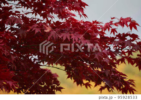 みずがき湖畔 公園の紅葉 みずがき湖畔 公園の紅葉 95928533