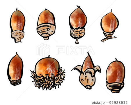 どんぐりの手書きイラスト（筆書き墨絵風） 95928632