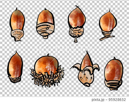 どんぐりの手書きイラスト（筆書き墨絵風） 95928632