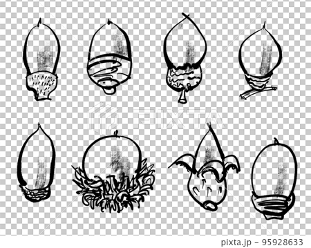 橡子手寫插圖(毛筆書寫風格) 橡子手寫插圖(毛筆書寫風格) 95928633