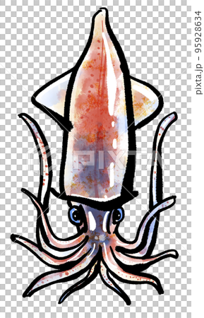 ホタルイカ（蛍烏賊）の手書きイラスト（筆書き墨絵風） 95928634