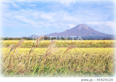 収穫期を迎えた黄金色の稲穂と大山の風景（イラスト風） 95929120