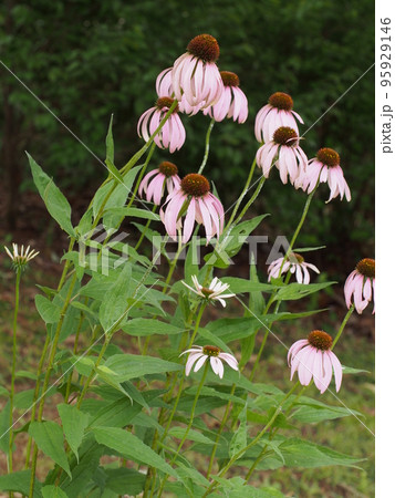 ピンクのエキナセアの花 95929146