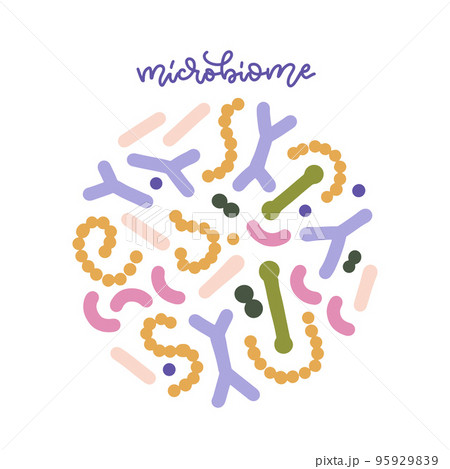 Probiotic bacteria set in circle composition with lettering word. Gut microbiota with healthy prebiotic bacillus. Lactobacillus, acidophilus, bifidobacteria. Microorganisms for biotechnology. Vector 95929839