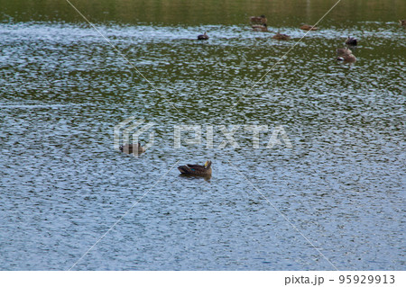 野鳥観察 野鳥観察 95929913