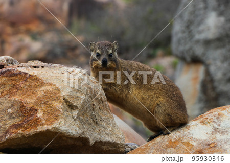 Rock Hyrax In Coastal Rocky Terrain (Procavia capensis) 95930346