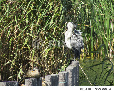 谷津干潟の水辺の鳥アオサギとカルガモ 95930618