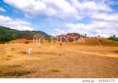 Phu Khao Ya, also called bald hills in Ranong, Thailand 95930773