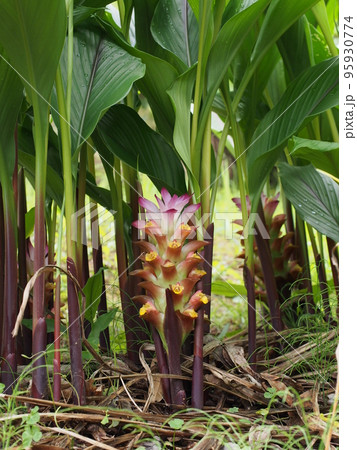 ガジュツの花 ガジュツの花 95930774