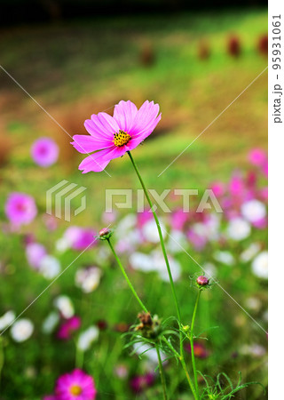 秋桜 95931061