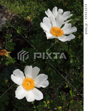 カカヤンバラの白い花 カカヤンバラの白い花 95931074