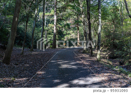 茨城県日立市 小木津山自然公園 茨城県日立市 小木津山自然公園 95931093