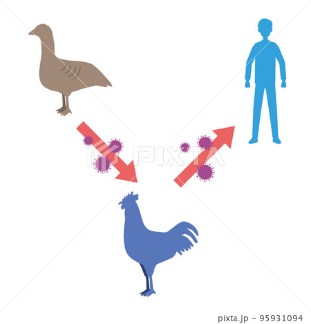 鳥インフルエンザのイメージイラスト 鳥インフルエンザのイメージイラスト 95931094