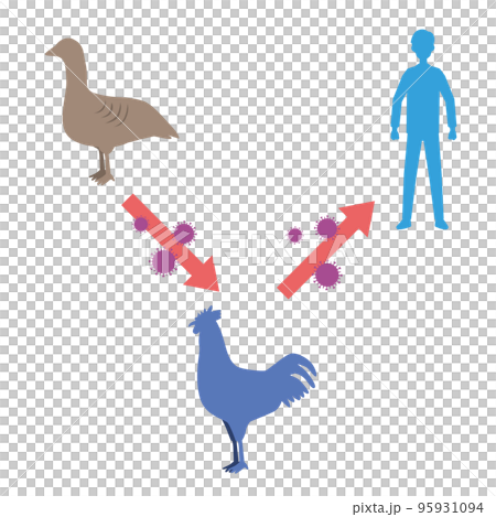 鳥インフルエンザのイメージイラスト 鳥インフルエンザのイメージイラスト 95931094