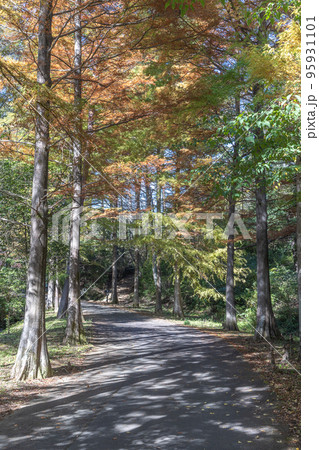 茨城県日立市　小木津山自然公園 95931101