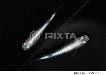 ホワイトパールメダカ 95931495