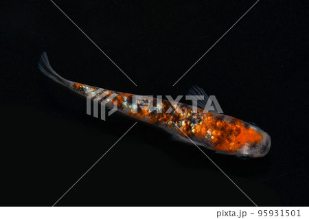 ラメメダカ（三色ラメ） 95931501