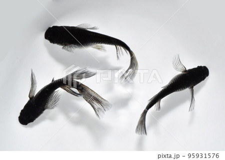 まっくろいメダカ（オロチリアルロングフィン） 95931576