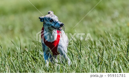 Whippet in red shirt running in the field on lure coursing competition Whippet in red shirt running in the field on lure coursing competition 95931781