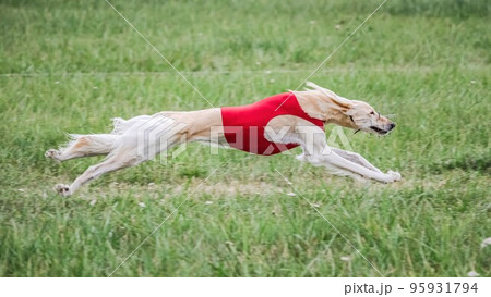 Saluki in red shirt running in the field on lure coursing competition 95931794