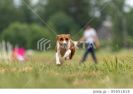 basenji lifted off the ground during the dog race basenji lifted off the ground during the dog race 95931819