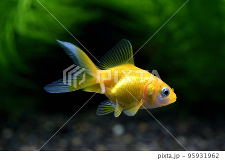 黄金魚(キンギョ) 黄金魚(キンギョ) 95931962