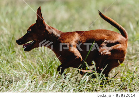 Pinscher dog flying moment of running across the field on lure coursing competition 95932014