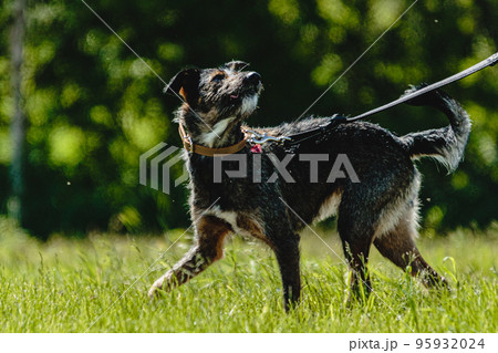Dog in green field before the start on coursing competition Dog in green field before the start on coursing competition 95932024