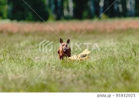 Pinscher dog flying moment of running across the field on lure coursing competition Pinscher dog flying moment of running across the field on lure coursing competition 95932025