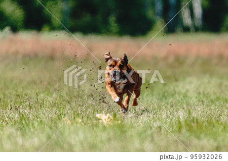 Staffordshire bull terrier running fast and chasing lure across green field at dog racing competion 95932026