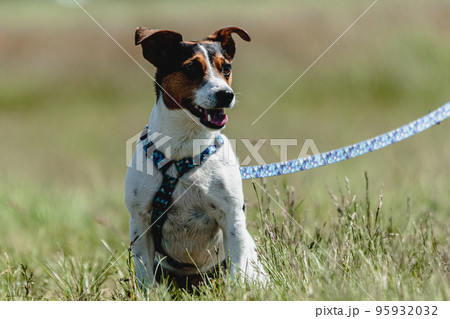Dog in green field before the start on coursing competition 95932032