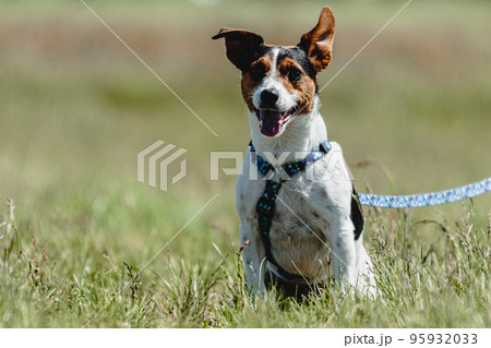 Dog in green field before the start on coursing competition Dog in green field before the start on coursing competition 95932033