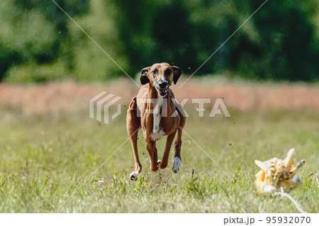 Azawakh dog lifted off the ground during the dog racing competition running straight into camera Azawakh dog lifted off the ground during the dog racing competition running straight into camera 95932070