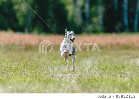 Whippet dog lifted off the ground during the dog racing competition running straight into camera Whippet dog lifted off the ground during the dog racing competition running straight into camera 95932118