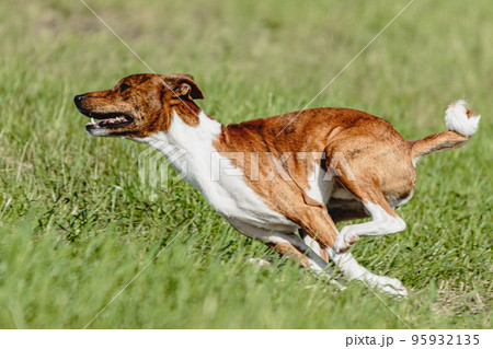 Basenji dog running fast and chasing lure across green field at dog racing competion Basenji dog running fast and chasing lure across green field at dog racing competion 95932135