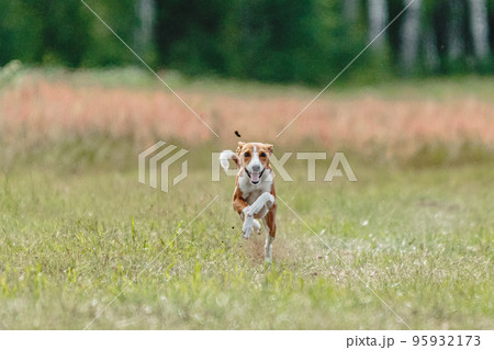 Basenji dog lifted off the ground during the dog racing competition running straight into camera Basenji dog lifted off the ground during the dog racing competition running straight into camera 95932173