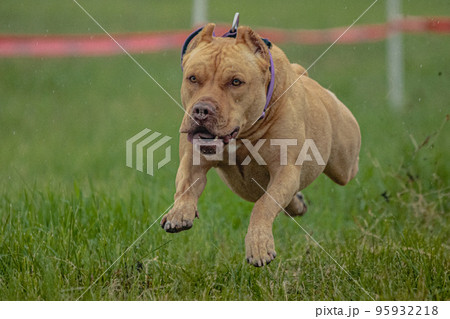 Pit Bull Terrier lifted off the ground during the dog racing competition running straight into camera 95932218