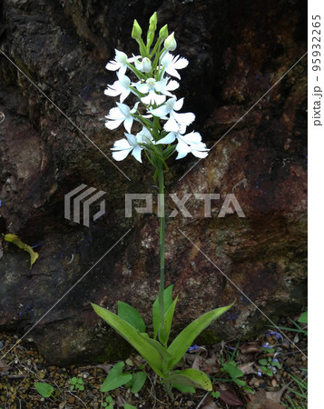 ダイサギソウの花 ダイサギソウの花 95932265