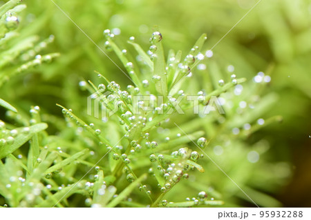 気泡を付けた水草 気泡を付けた水草 95932288