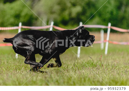 Cane corso dog running fast and chasing lure across green field at dog racing competion 95932379