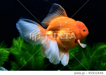 綺麗な金魚（ベールテールオランダ）の写真素材 [95932648] - PIXTA