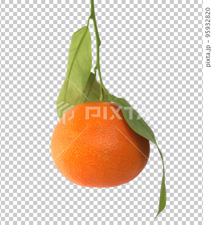 mandarin fruit transparent PNG mandarin fruit transparent PNG 95932820