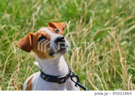Crazy smiling dog jack russel terrier on green grass Crazy smiling dog jack russel terrier on green grass 95932864