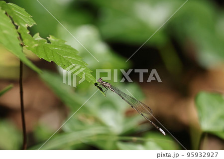 生き物 昆虫 ホソミイトトンボ、越冬するイトトンボ。九月、水辺から少し離れた疎林で休むオス 生き物 昆虫 ホソミイトトンボ、越冬するイトトンボ。九月、水辺から少し離れた疎林で休むオス 95932927