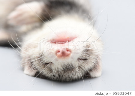 眠るフェレット 95933047