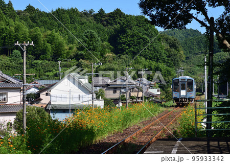 コスモスが咲く戸綿駅を出発した天竜浜名湖鉄道のローカル列車 95933342